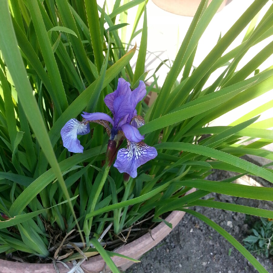 Plant image Iris Setosa 'Baby Blue'