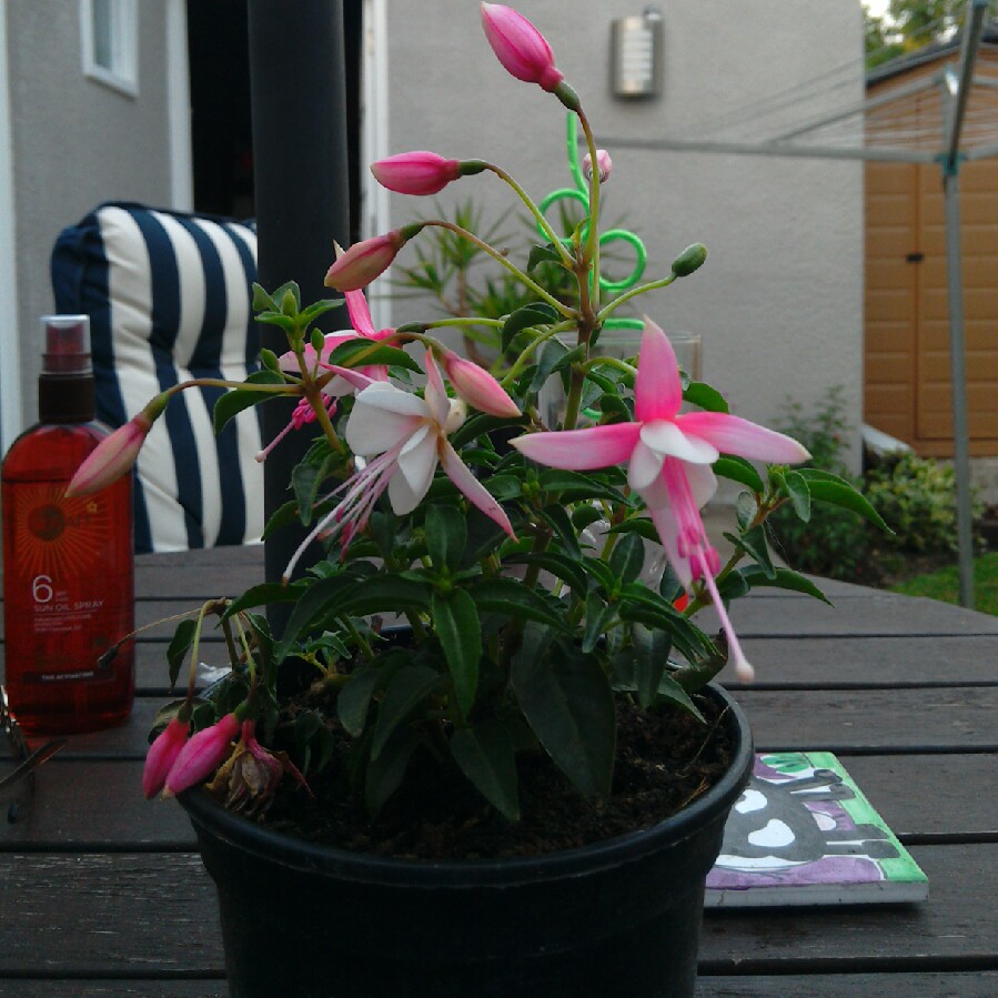 Plant image Fuchsia 'Pink Marshmallow'