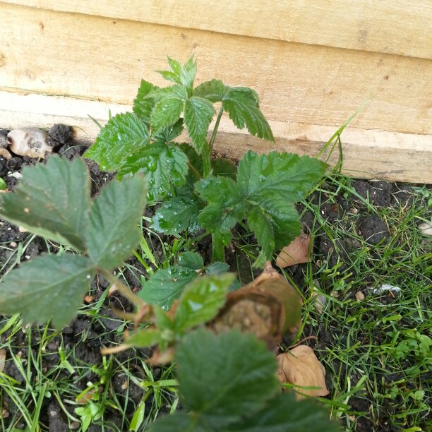 Plant image Rubus fruticosus 'Oregon Thornless'