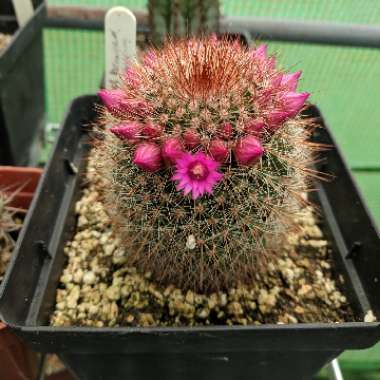 Mammillaria spinosissima f. rubrispina