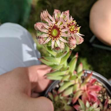 Sempervivum 'Royanum'