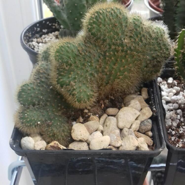 Plant image Cleistocactus forma cristata