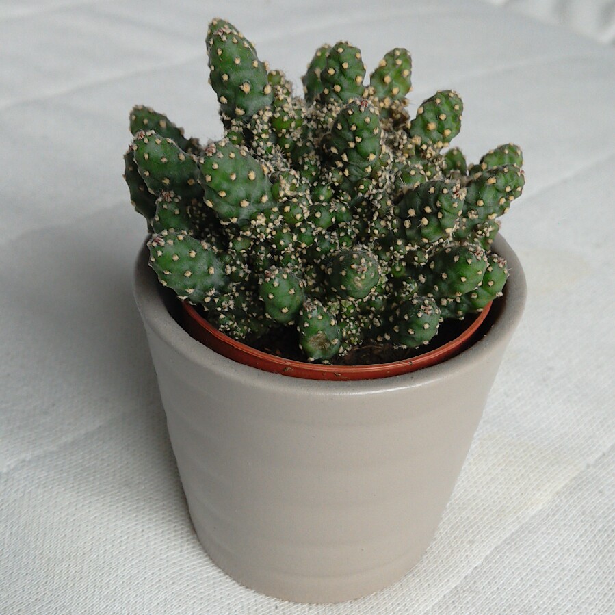 Plant image Cylindropuntia whipplei