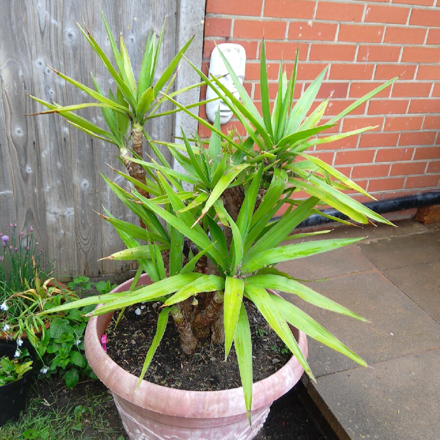 Plant image Yucca gloriosa 'Variegata'