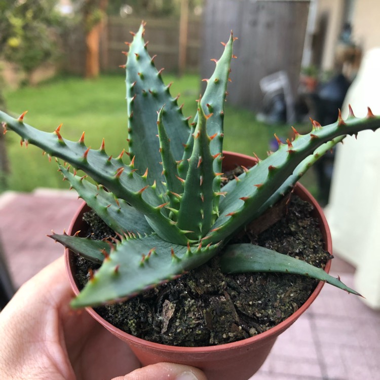 Plant image Aloe Broomii