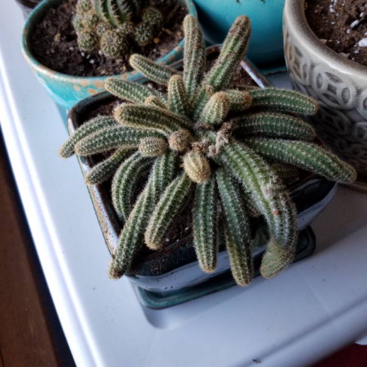 Plant image Aporocactus flagelliformis