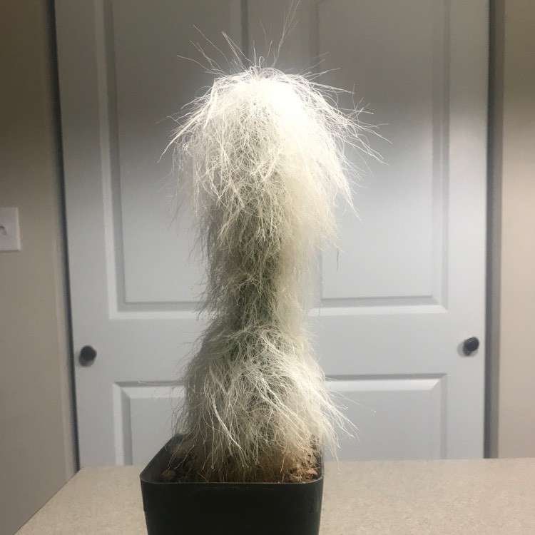 Plant image Cephalocereus Senilis