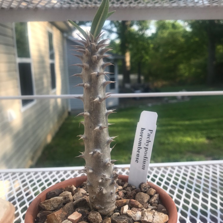 Plant image Pachypodium Horombense