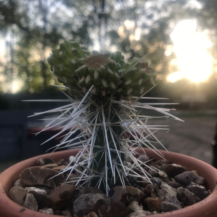 Plant image Cylindropuntia whipplei