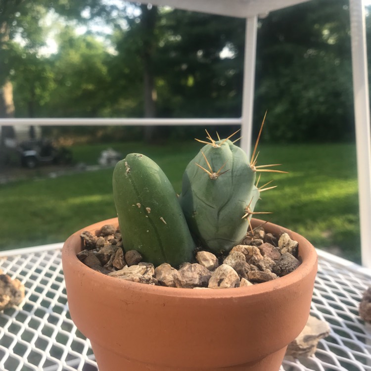 Plant image Echinopsis lageniformus 'Monstrose'