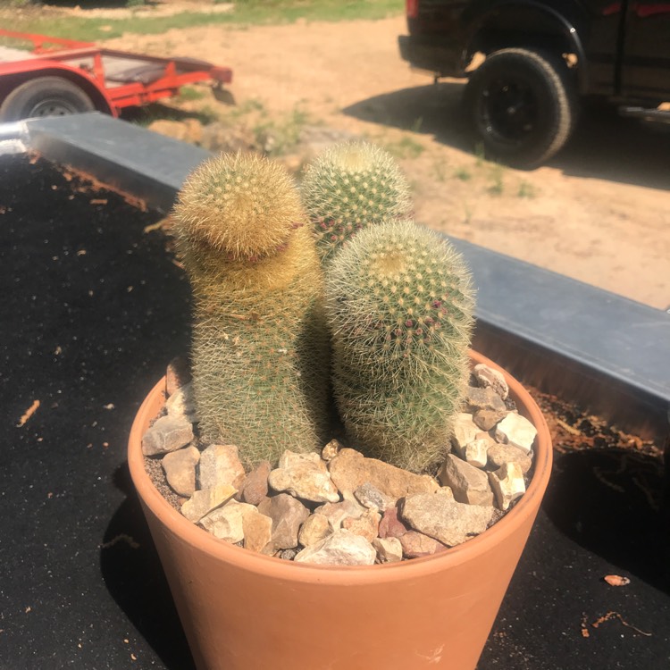 Plant image Mammillaria pilcayensis