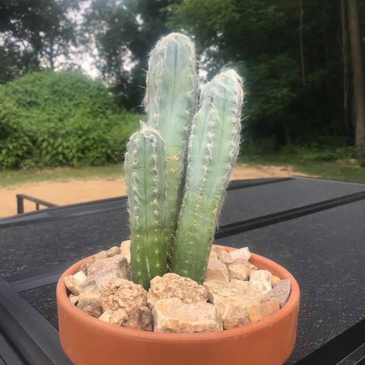 Plant image Pilosocereus pachycladus