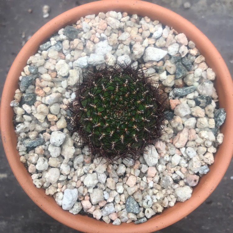 Plant image Rebutia mentosa syn. Sulcorebutia mentosa