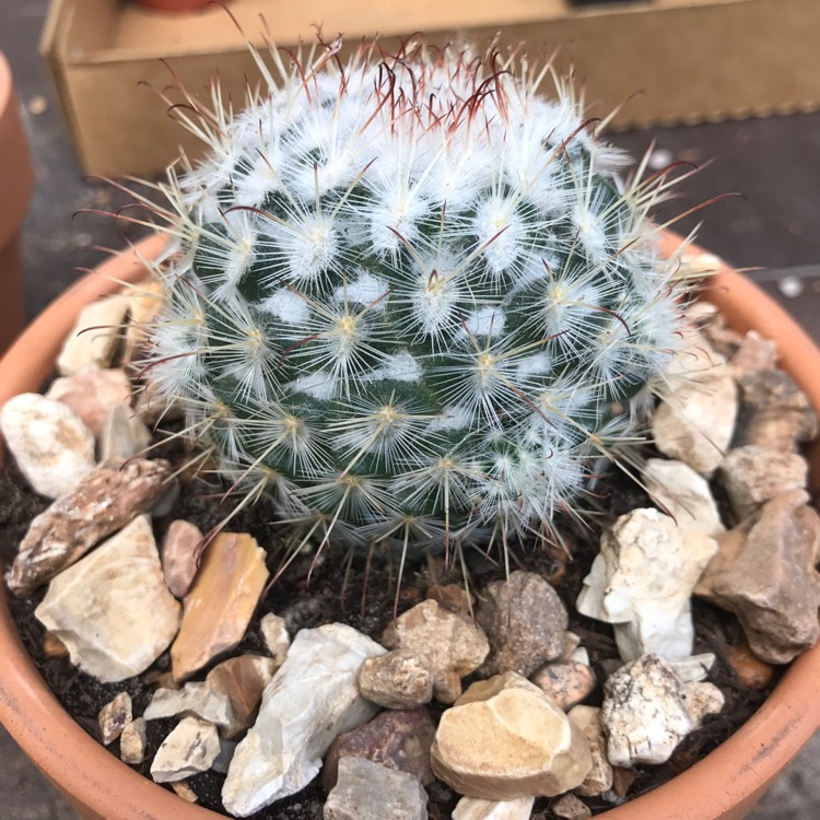 Plant image Mammillaria bombycina