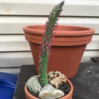 Austrocylindropuntia subulata F. Monstrosa