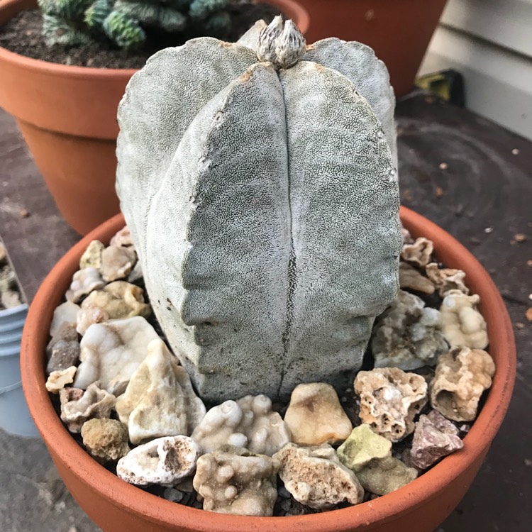 Plant image Astrophytum Coahuilense