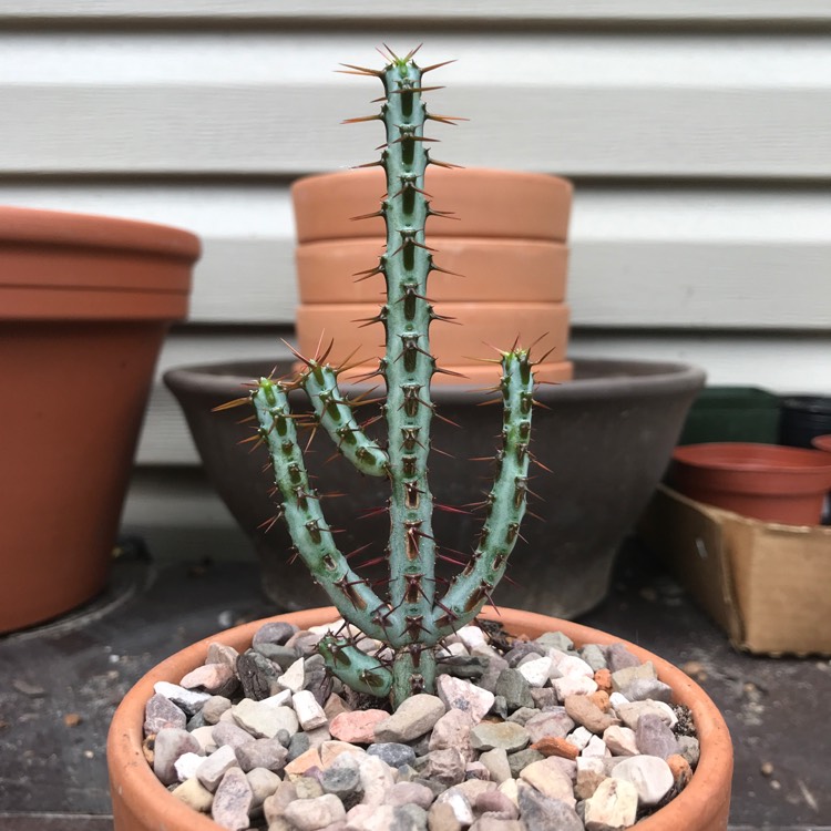 Plant image Euphorbia Aeruginosa var. Minor