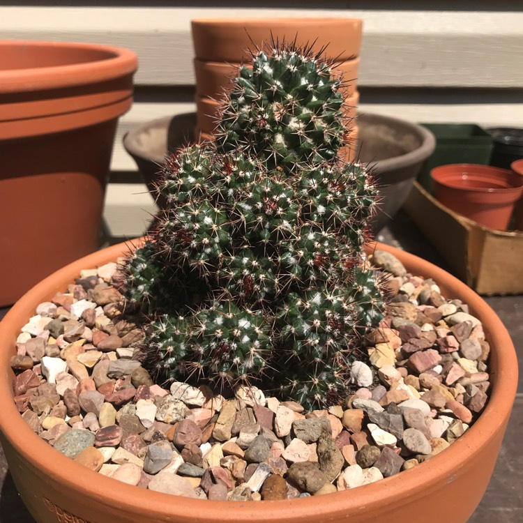 Plant image Mammillaria voburnensis subsp. voburnensis