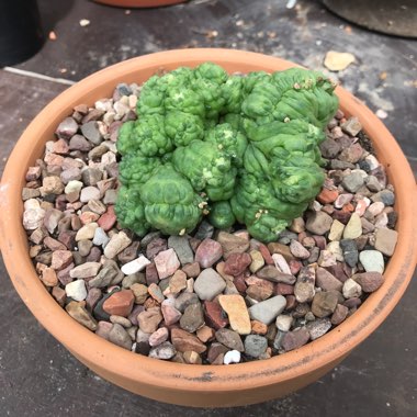 Mammillaria bocasana 'Fred Crested'