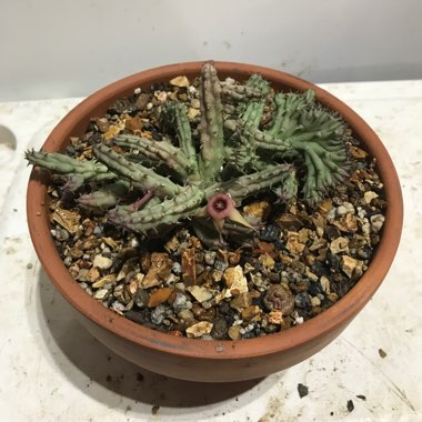 Stapelia Procumbens (Huernia Procumbens)