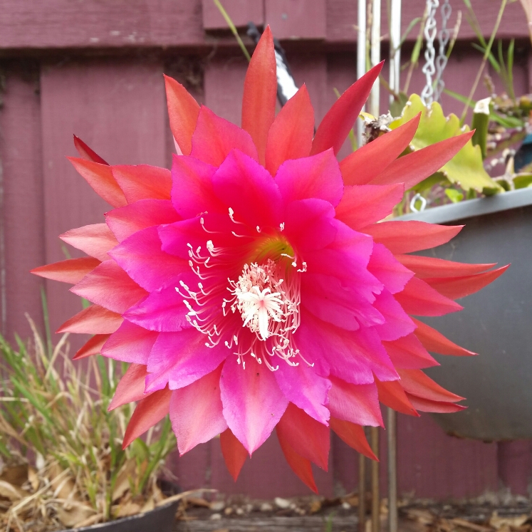 Plant image Epiphyllum 'Kiwi Classic'