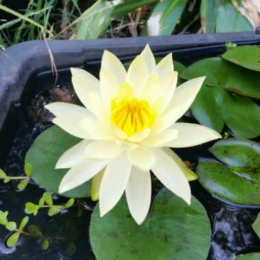 Nymphaea 'Marliacea Chromatella'