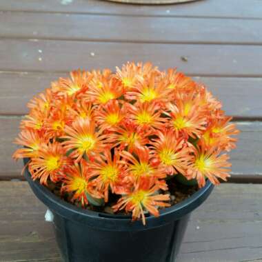 Conophytum Fruitescens