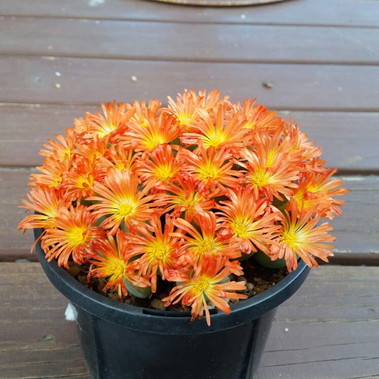 Plant image Conophytum Fruitescens