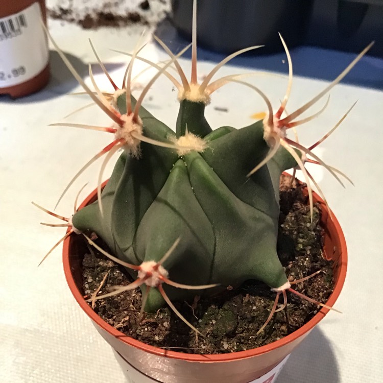 Plant image Ferocactus histrix