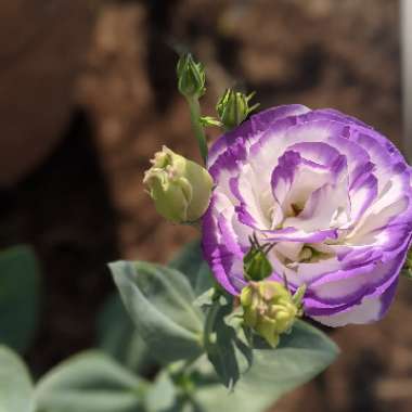 Eustoma