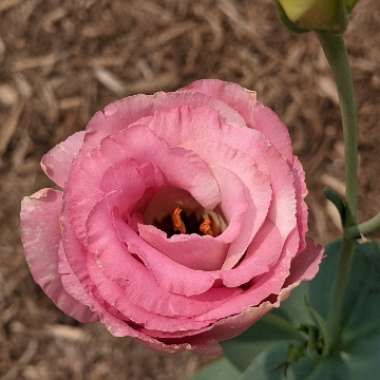 Eustoma