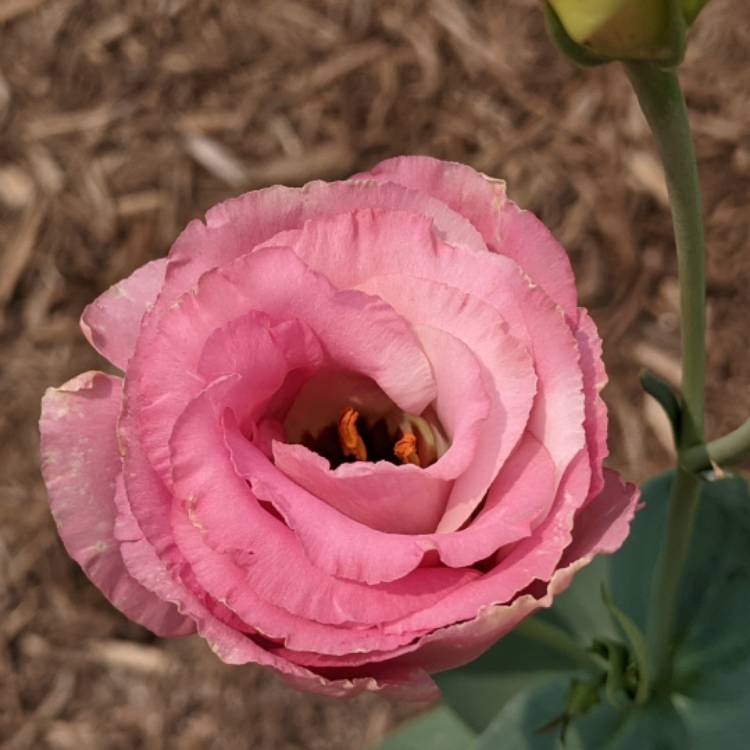 Plant image Eustoma grandiflorum