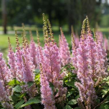 Chinese astilbe