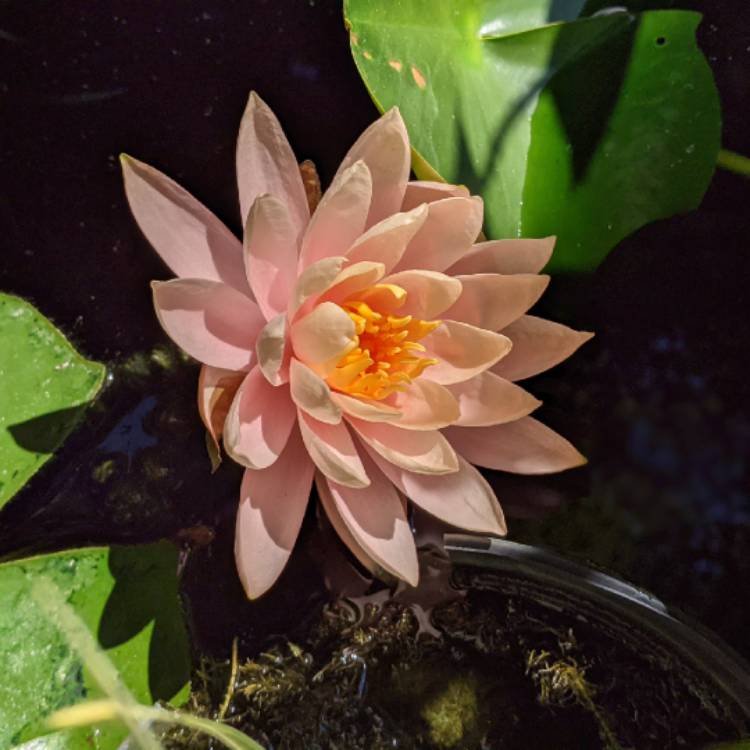 Plant image Nymphaea 'Colorado'