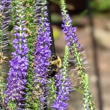 Spiked Speedwell 'Ulster Blue Dwarf'