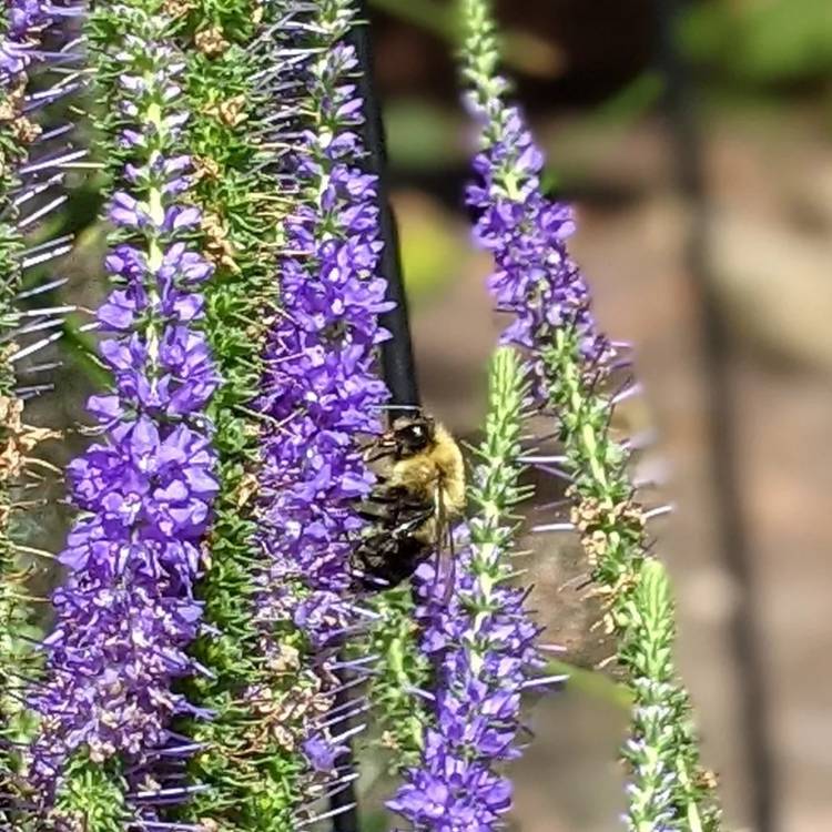 Plant image Veronica spicata 'Ulster Blue Dwarf'