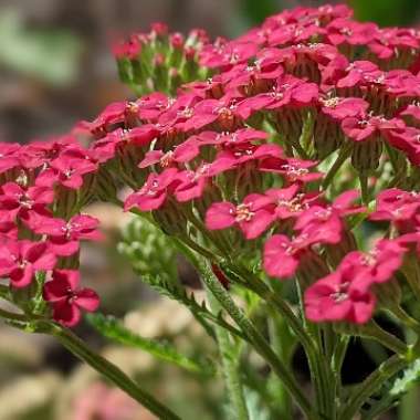 Yarrow 'Tutti Frutti Apricot Delight'