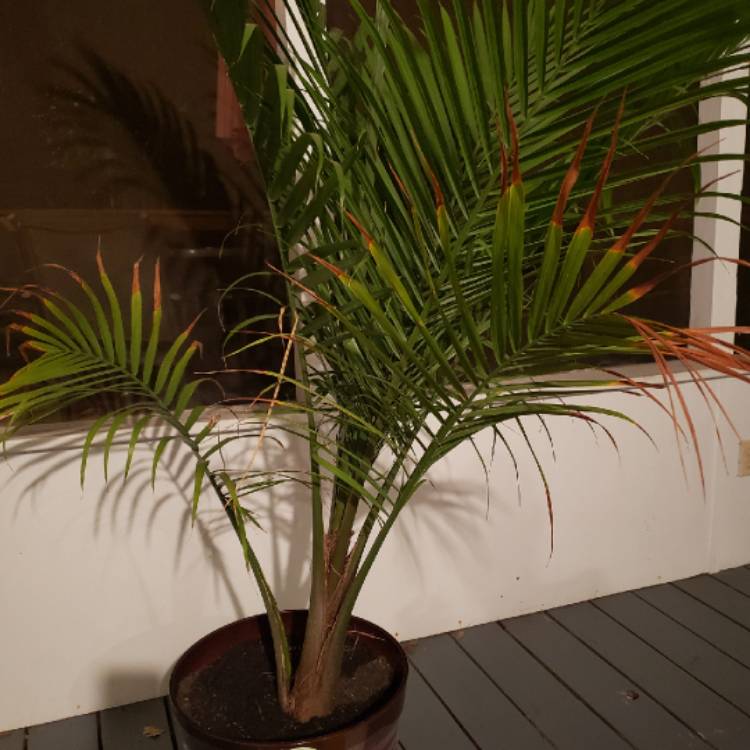 Plant image Phoenix Canariensis