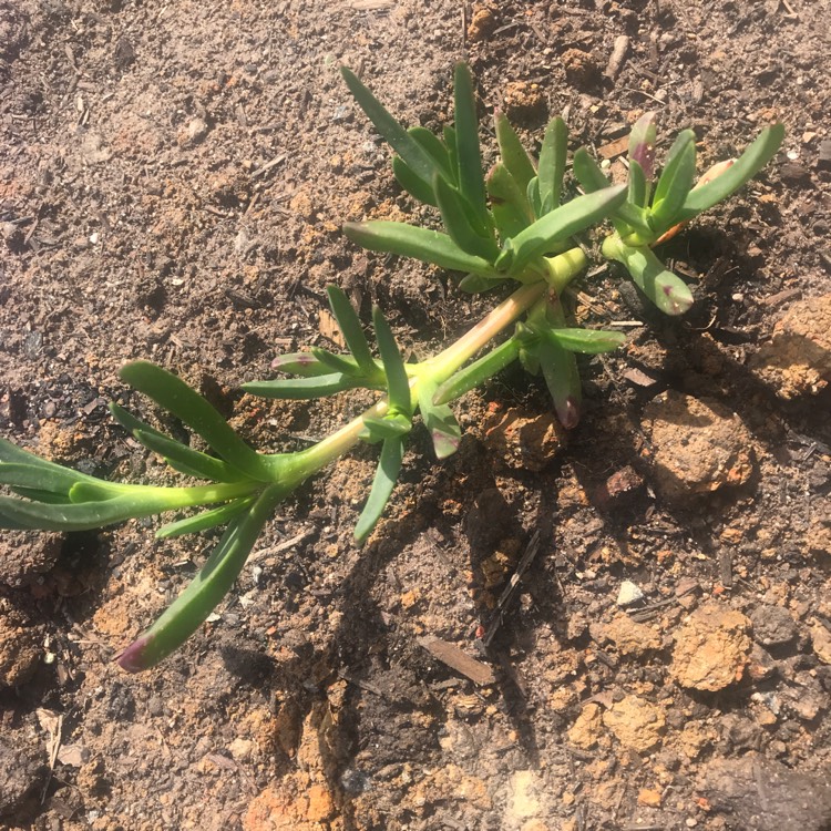 Plant image Carpobrotus glaucescens