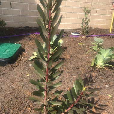 Leucadendron 'Safari Sunset'