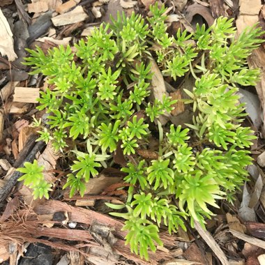 Mexican Stonecrop