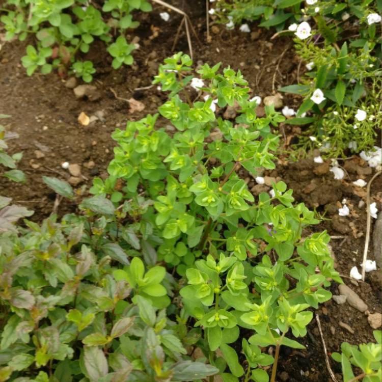 Plant image Euphorbia peplus