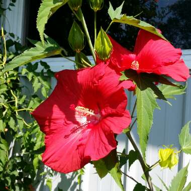 Tropical Hibiscus