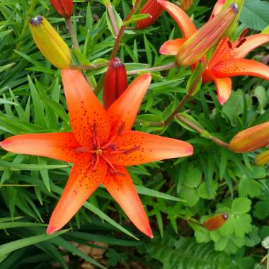 Lily 'Orange Joy' (Asiatic)