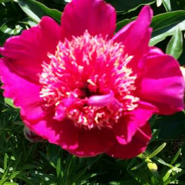 Peony