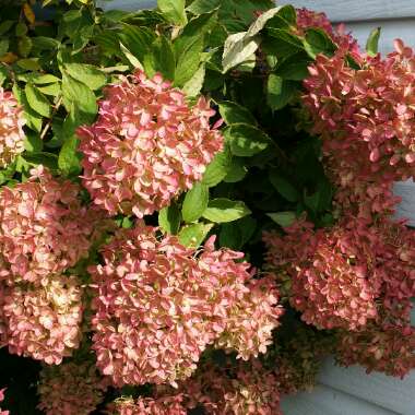 Hydrangea 'Vanille Fraise'