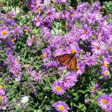 Frikart's Aster 'Jungfrau'