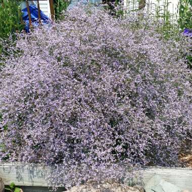 Sea Lavender