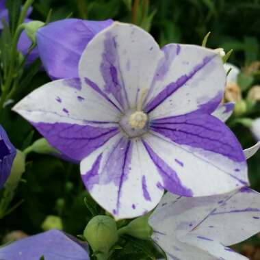 Balloon Flower 'Sentimental Blue'