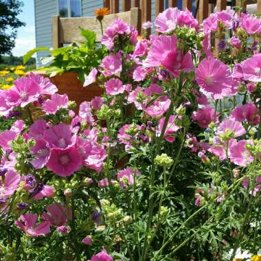 Hollyhock